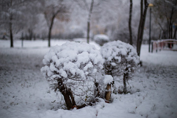 snow-covered branches