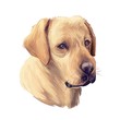 Tan labrador retriever portrait of purebred digital art illustration. Canadian mammal gun dog, hunting breed. Doggy closeup drawing, puppy lab with large ears, canine hand drawn animal pedigree pet.