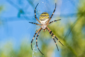 Wall Mural - Yellow black spider after rain shower. A spider covered with drops of water.