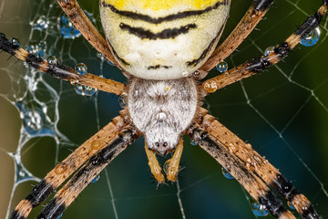 Wall Mural - Yellow black spider after rain shower. A spider covered with drops of water.