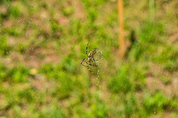 Wall Mural - Yellow black spider after rain shower. A spider covered with drops of water.