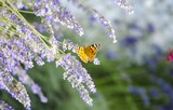 Fototapeta Lawenda - Lavender field. Butterfly on a flower. Bright beautiful violet, lilac lavender flowers close-up. Natural floral background. Field blooming backdrop. Selective focus. Copy space. Place for text.