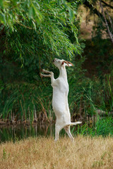 Wall Mural - Goat tries to get leaves