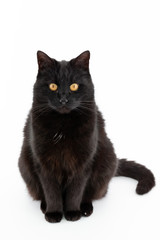  A beautiful black cat poses on a white background