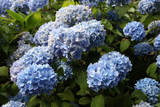 A Blue Hydrangea plant in full bloom