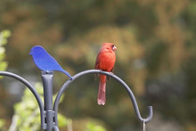 A Male Northern Cardinal Perched On A Bird Feeder.