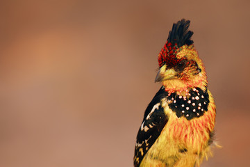 Sticker - The crested barbet (Trachyphonus vaillantii) portrait at sunrise.Barbet sitting in the evening light with orange background.