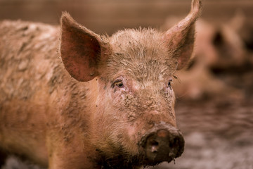 African swine fever virus, ASFV. Two pigs in the mud next to a sick pig