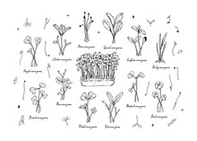Set Of Hand Drawn Micro Greens Including Sunflower, Radish, Beet, Barley, Cilantro, Spinach, Onion, Peas, Arugula, Mustard, Broccoli, Basil. Vector Illustration In Sketch Style 