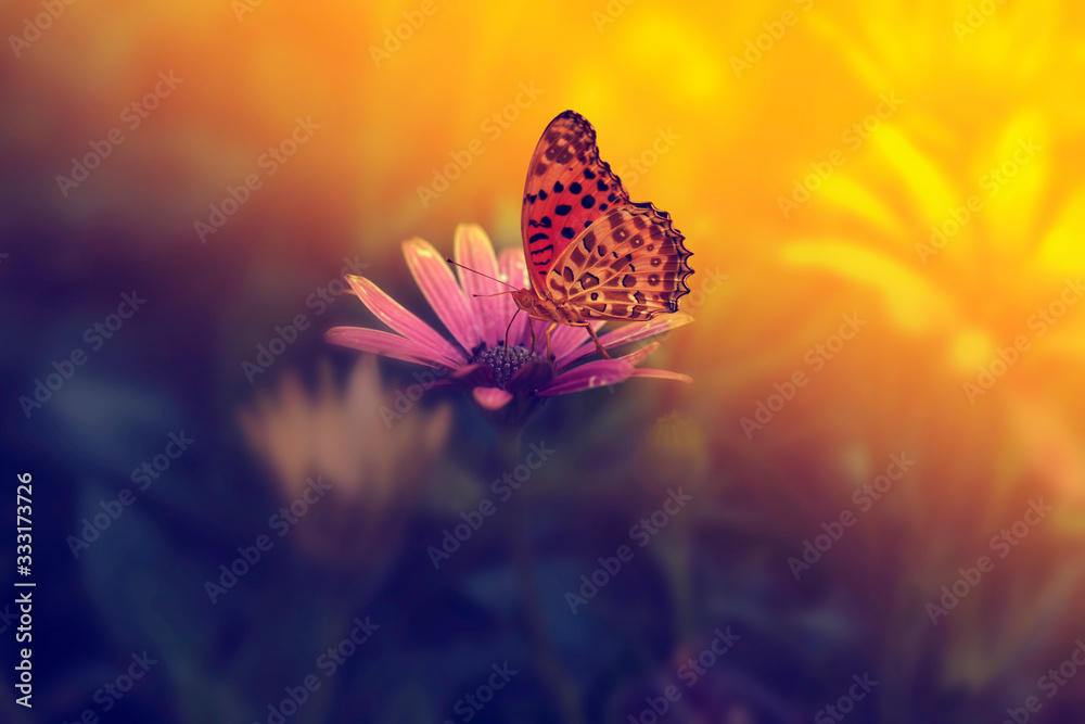 butterfly on flower - obrazy, fototapety, plakaty 