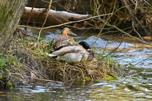 Two Ducks On A Nest In Nature
