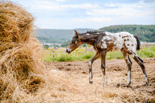 Young Foal Of Appaloosa Breed, Western Horse