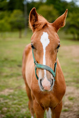 Cute looking litlle foal of thoroughbred on spring pasture.