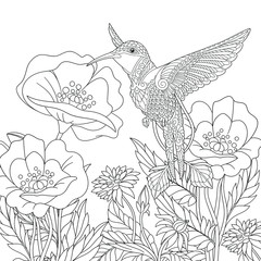 Wall Mural - Coloring page. Beautiful hummingbird and poppy flowers. 