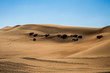 Wüstenpflanzen in der Wüste in den Vereinten arabischen Emirate.