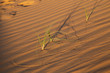 Wüstenpflanze in der Wüste in den Vereinten arabischen Emirate.