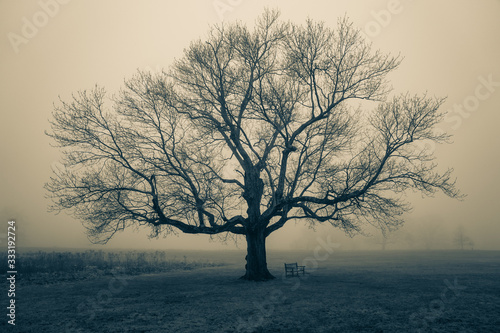 Fototapeta mgła  drzewo-we-mgle
