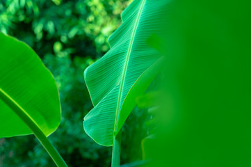 tropical banana leaf texture, large palm foliage nature with green background