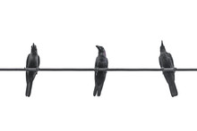 Three Black Crows On The Wire