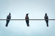 Three Crows Against Blue Sky