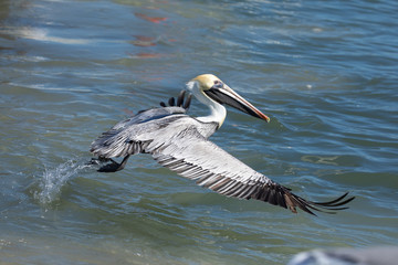 Wall Mural - pelican on the wing