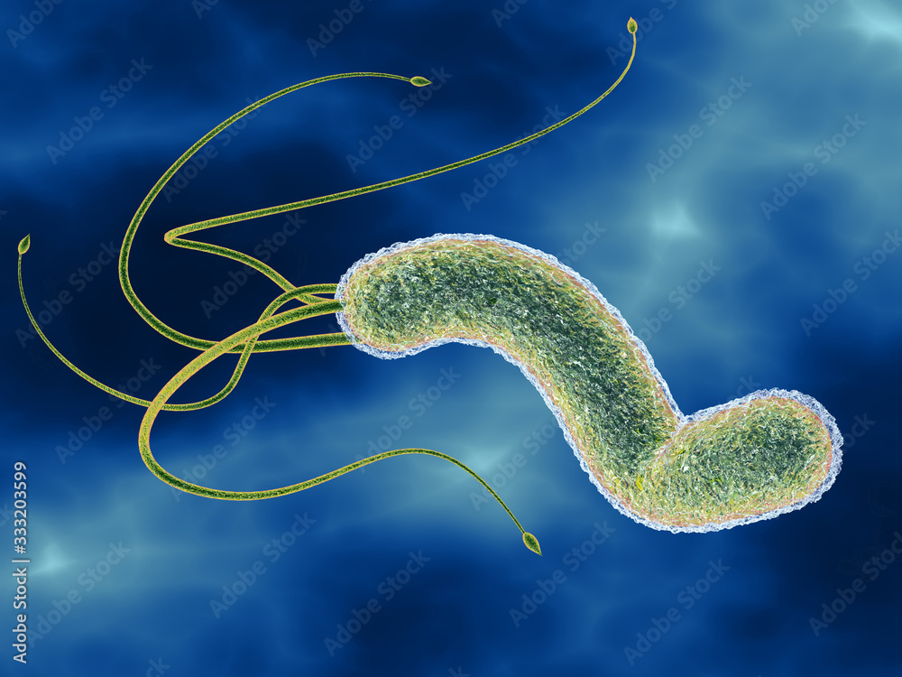 Helicobacter pylori bacterias, causing peptic ulcer disease, gastritis ...