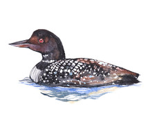Watercolor Loon  Bird Animal On A White Background Illustration
