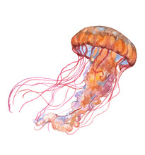 Watercolor Jellyfish Animal On A White Background Illustration
