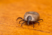 Close-up Photo Of A Tick On Wood Surface