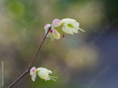 春のヒュウガミズキ Stock Photo Adobe Stock 春のヒュウガミズキ Stock Photo Adobe Stock