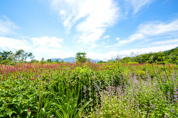 Canvas Print - 北海道の大地に咲く様々な花や植物