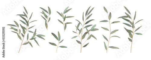 Fotomural Set different branches of Eucalyptus radiata isolated on a white background