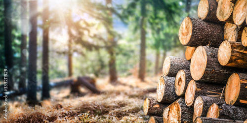 Plakat Forest pine and spruce trees. Log trunks pile, the logging timber wood industry. Wide banner or panorama wooden trunks.