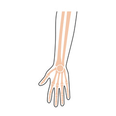 Sticker - Human arm anatomy. 