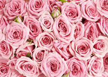 Background Image Of Pink Roses. Top View Of Rose Flowers