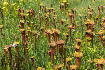 Sarracenia flava in Santa Rosa County, Florida, USA