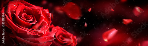 Red rose flower with fly leaves on background.  Valentines day wide roses ban...