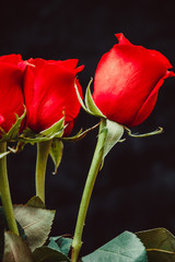Poster - bouquet of beautiful red roses on a black background