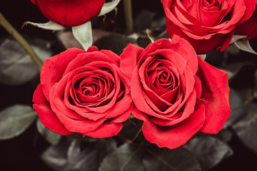 Poster - bouquet of beautiful red roses on a black background
