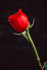 Poster -  red rose on a black background