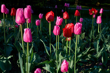 red and purple tulips and sunrise