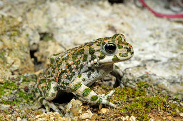 Poster - Wechselkröte / European green toad (Bufotes viridis) Deutschland / Germany