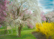 Cherry and Magnolia Trees and Forsythia in Spring