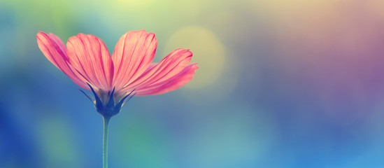 Wall Mural - beautiful cosmos flower on a colorful toned blurred background, border. delicate spring floral backg