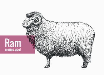 Sheep, RAM in graphic vintage style/