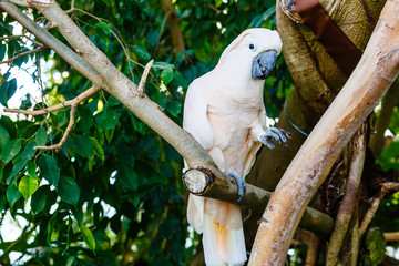 Cacatua galerita - Sulphur-crested Cockatoo sitting on the branch. Big white and yellow cockatoo with green background
