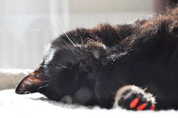 Wall Mural - beautiful sleepy black cat on the bed