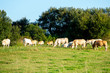 © ResiLente - A group of cows and veals grazing in a meadow of cantabria, Spain