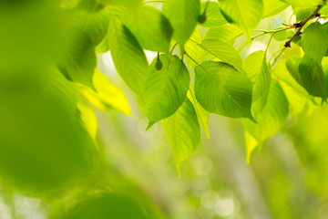 Wall Mural - green leaves of tree. green leaf, a leafy shade	