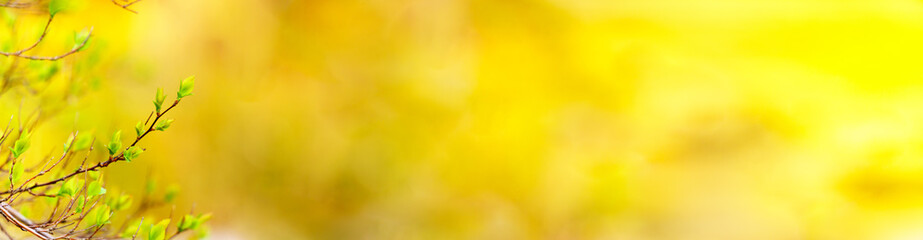 Wall Mural - panoramic view of new buds on colourful bokeh background in early spring. abstract background